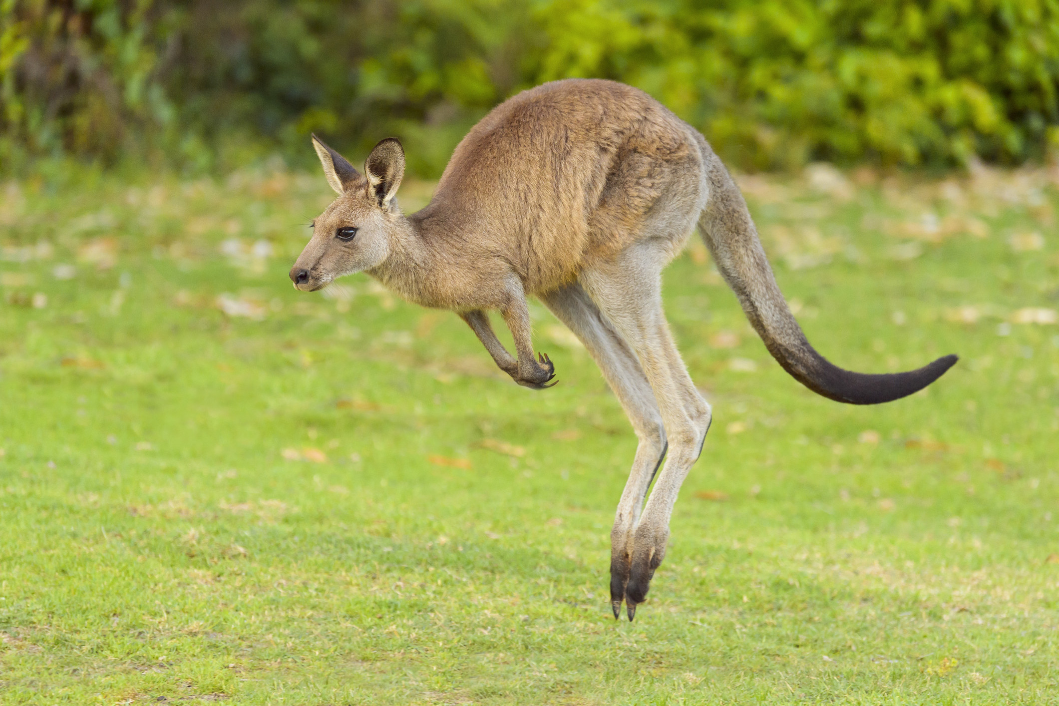 A kangaroo hopping in the grass