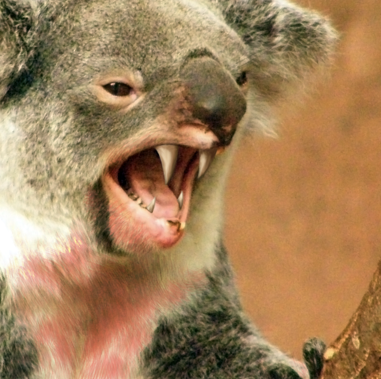 An angry &quot;drop bear&quot;