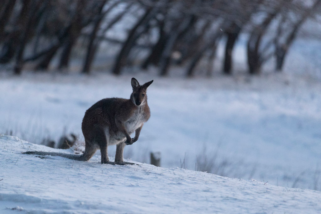 Kangaroo in a snowy landscape