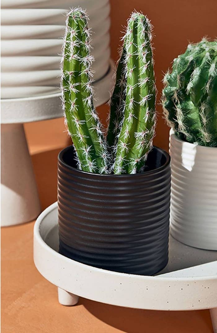 The cactus. It has a black pot that&#x27;s about the same height as the plant part.