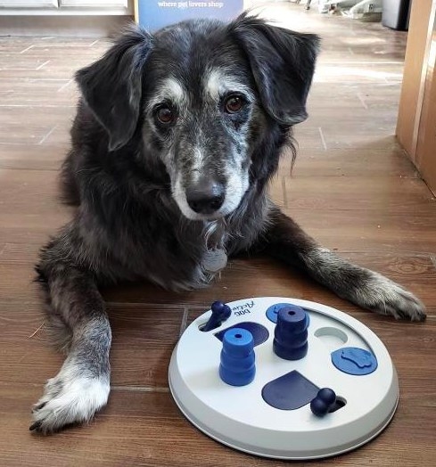 Reviewer's dog about to play with the strategy game toy