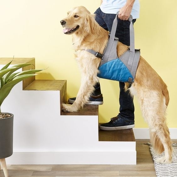 Human using the handles and support harness to help a large dog walk up the stairs