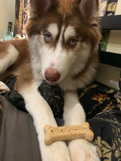 A reviewer&#x27;s dog waiting patiently to eat the treat on his front legs