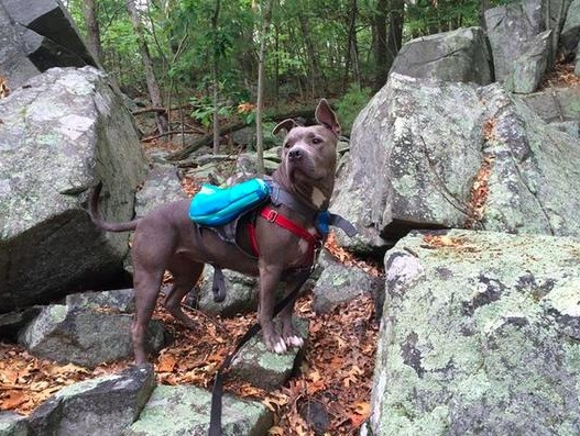 A reviewer&#x27;s medium sized dog wearing the daypack on a hike