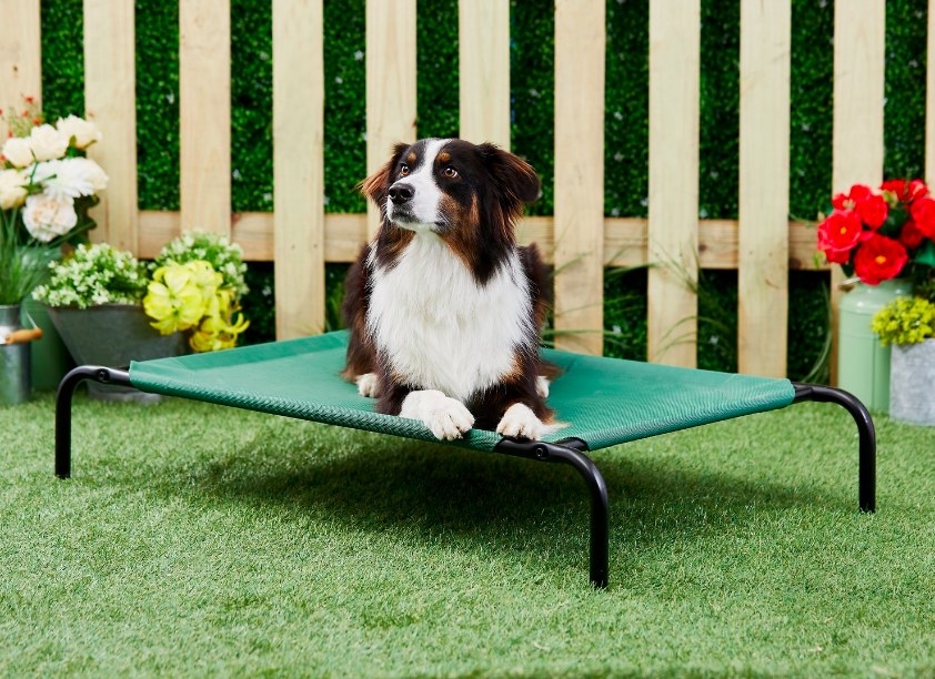 A medium sized dog relaxing outside on the green elevated dog bed