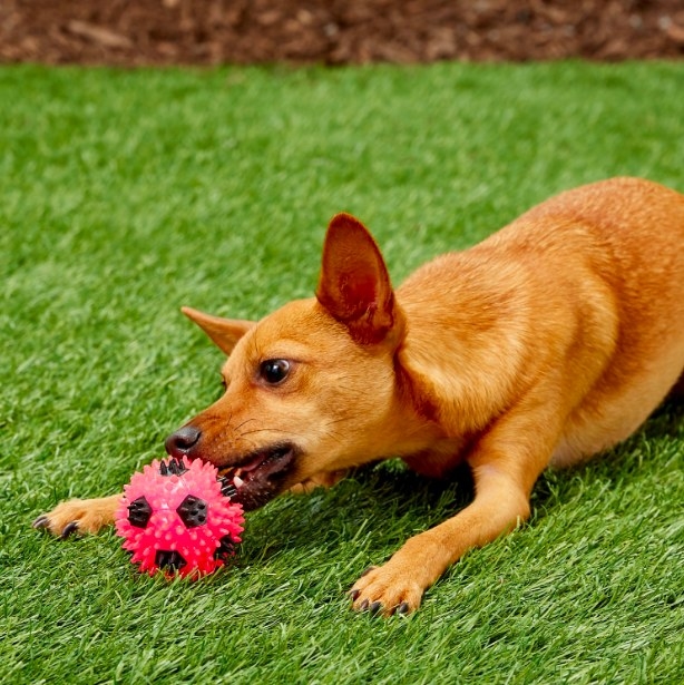 A small dog attacking the pink spiky soccer toy outside