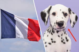 A French flag, a dalmatian
