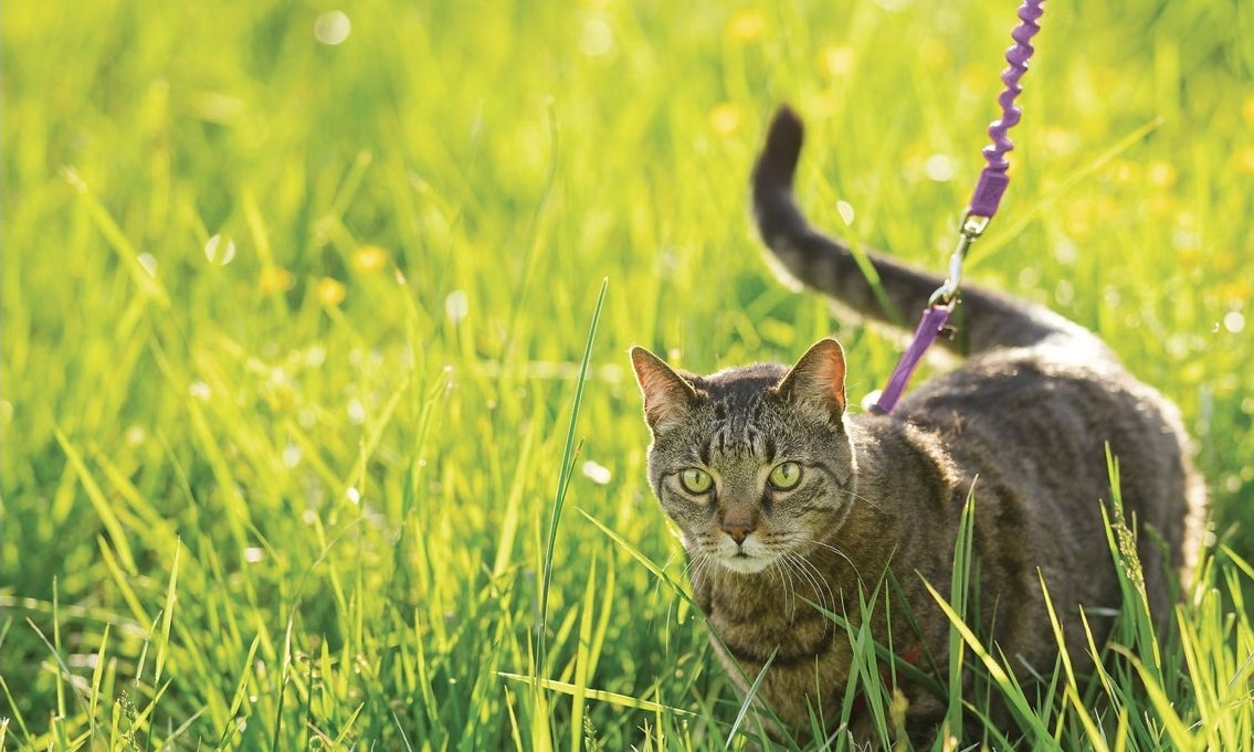 A brown cat on a purple leash