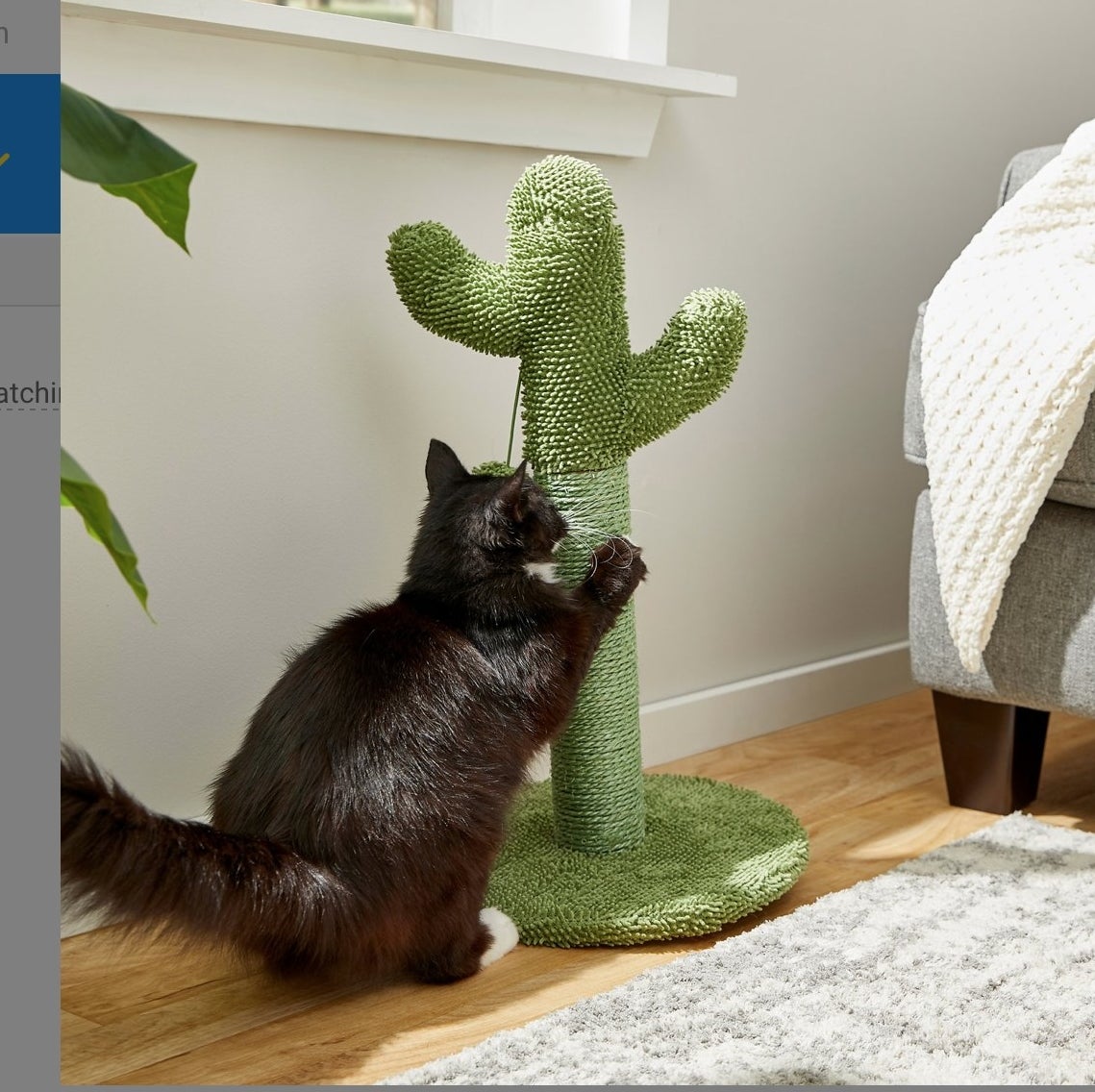 Black cat playing with green cactus shaped toy