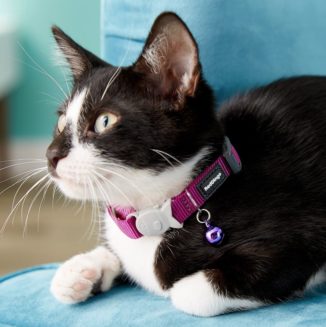 A purple/pink collar on a black and white cat