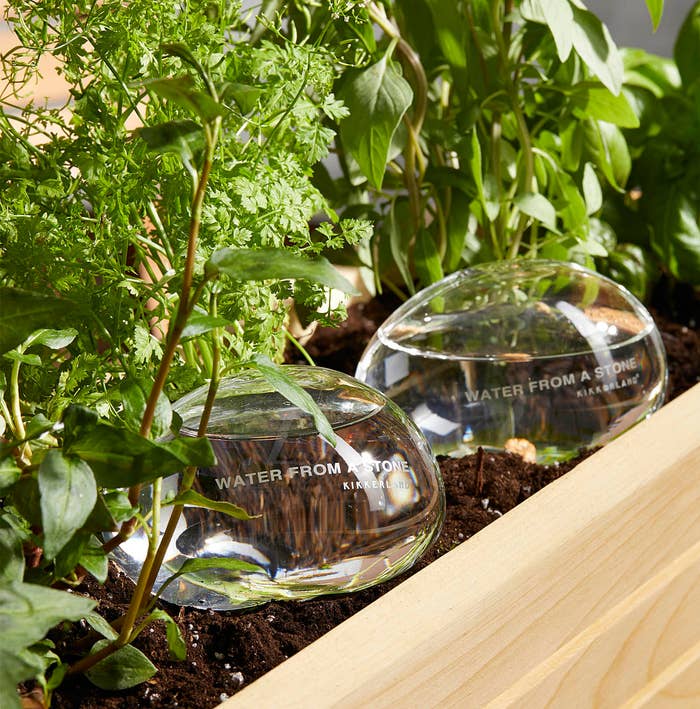 two water globes in a bin with plants
