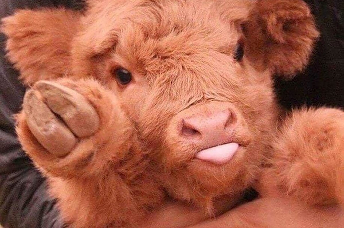 14-cows-that-are-too-friggin-cute-for-words-2-1611-1626415126-23_dblbig.jpg