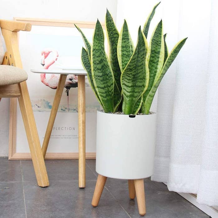 The pot with a snake plant inside of it