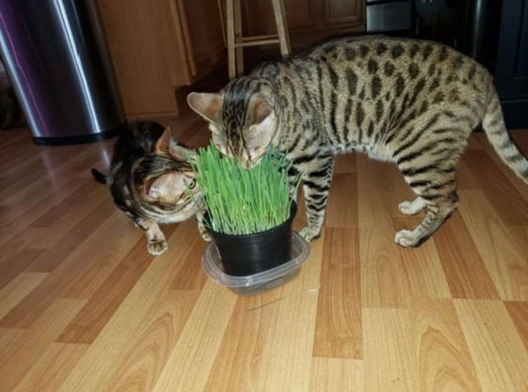 reviewer&#x27;s cats eating the cat grass