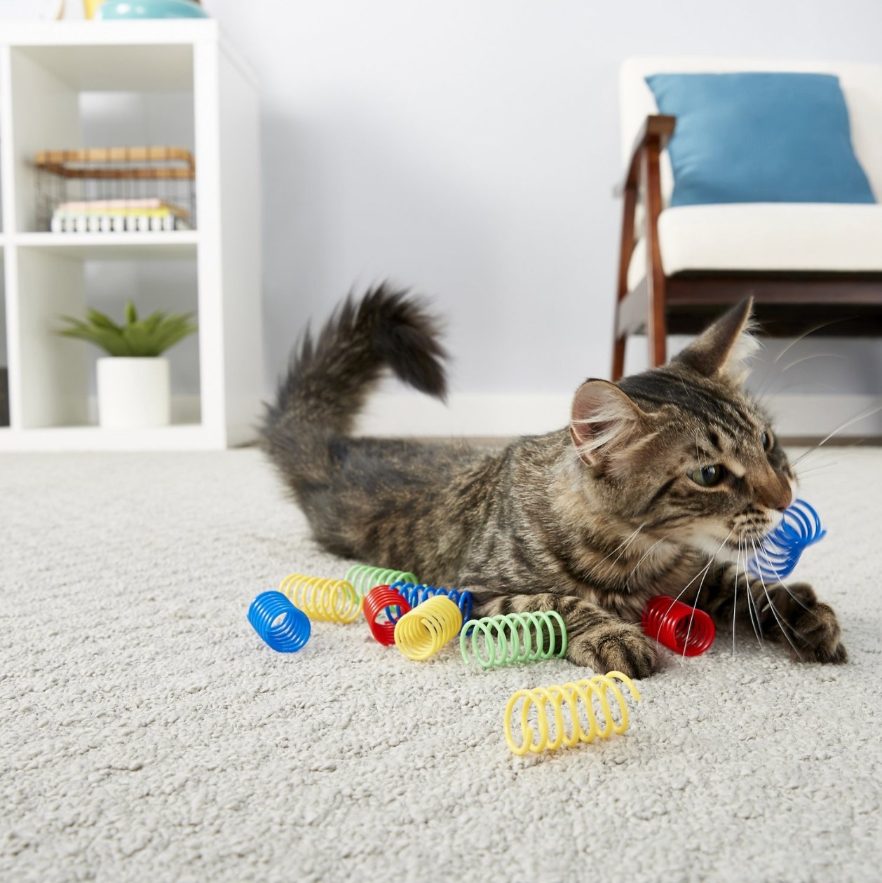 the colorful spring toys being used by a cat