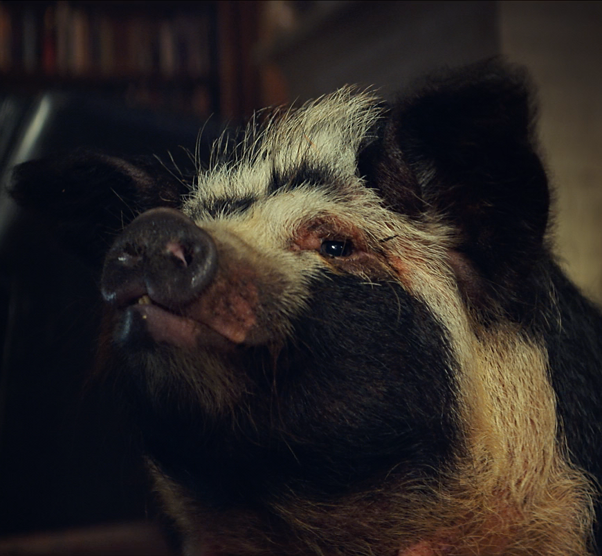 Close-up of a pig&#x27;s face