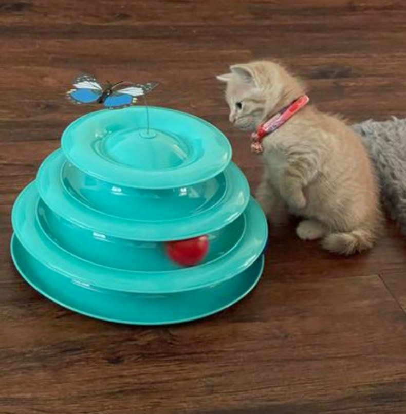 the cat track butterfly toy in blue