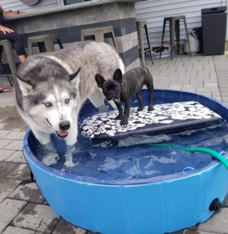 the dog swimming pool with a husky and small dog in it