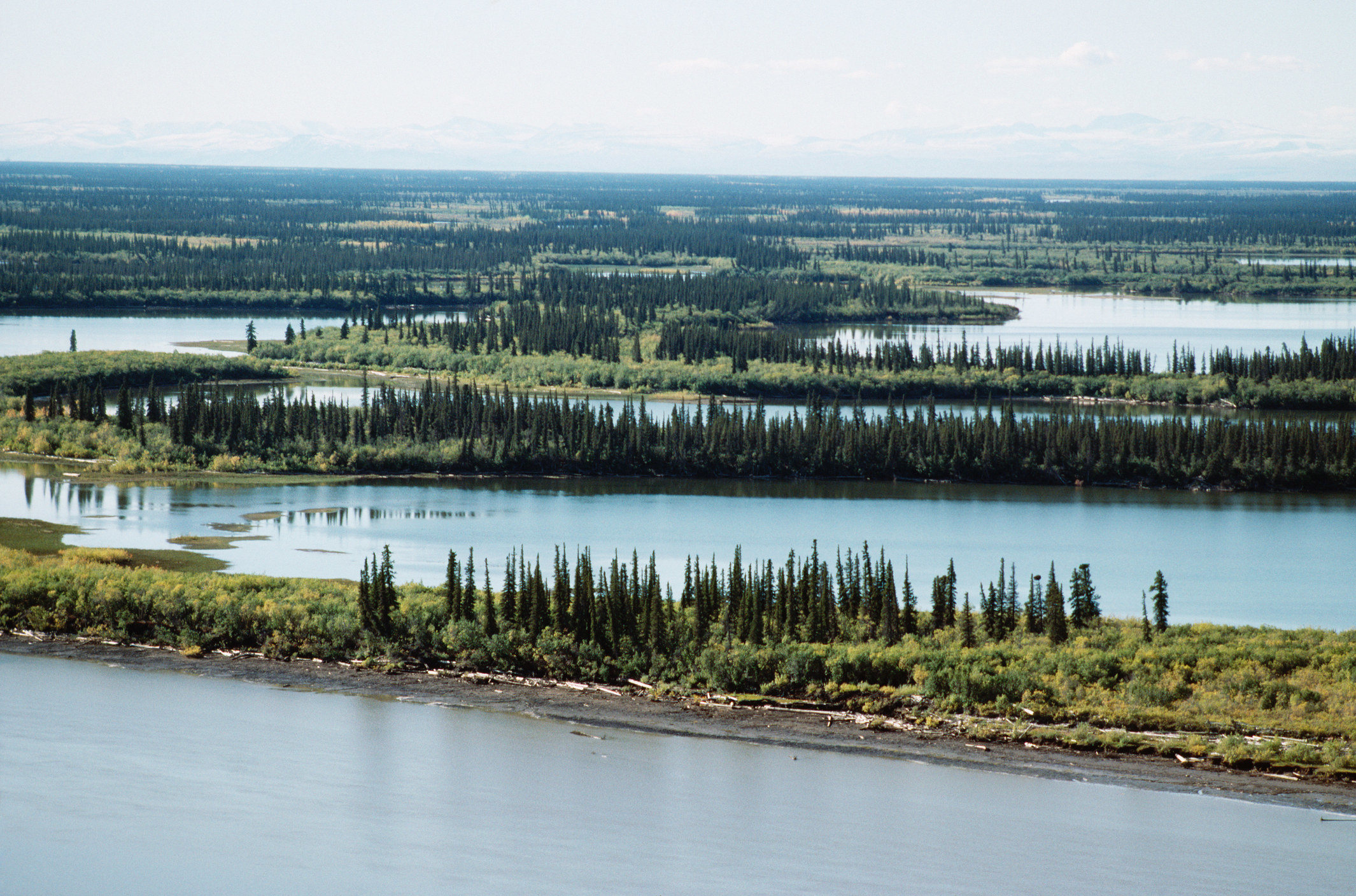 The Mackenzie River with strips of land covered in tree through it