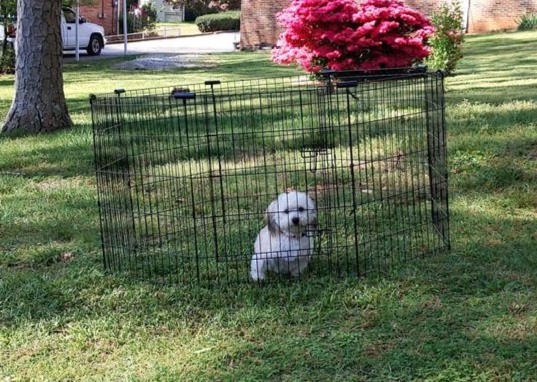 a dog using the exercise pen, which is made of wire mesh
