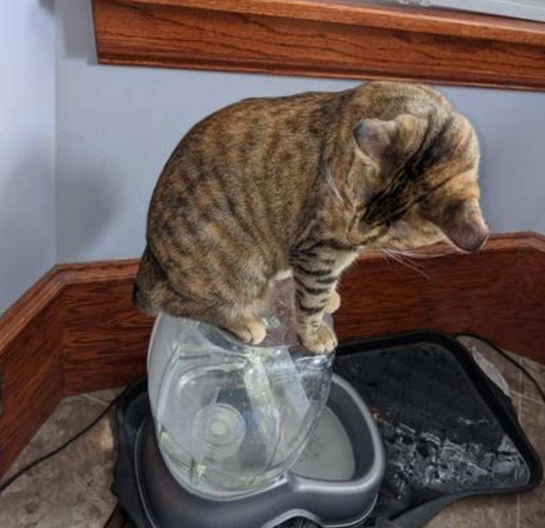 the pet waterer with a cat on top