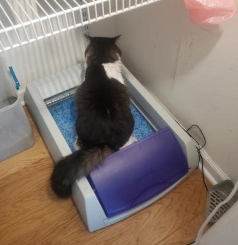 the self-cleaning litter box being used by a cat