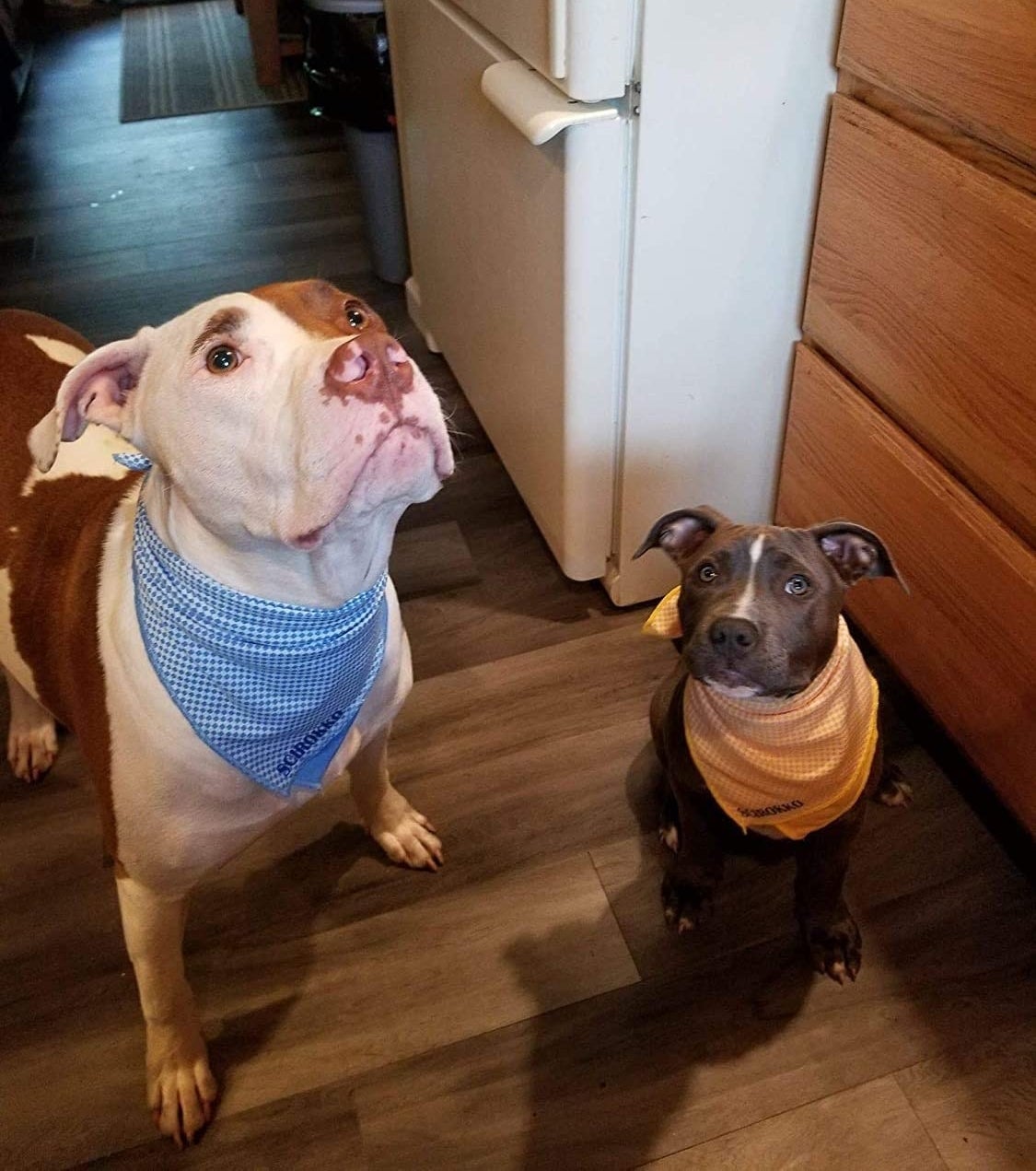 two dogs each wearing an instant cooling bandana