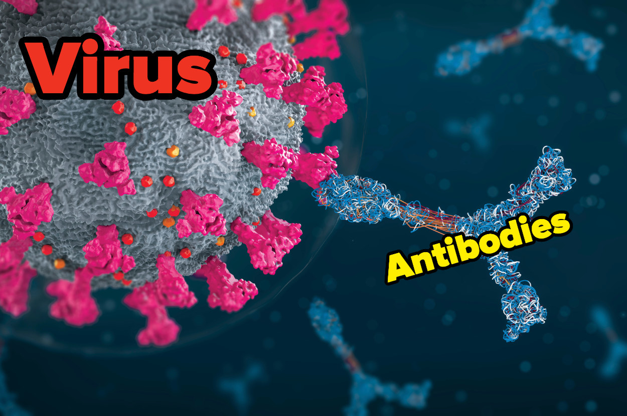 A computer-generated image of a virus is being attacked by an antibody