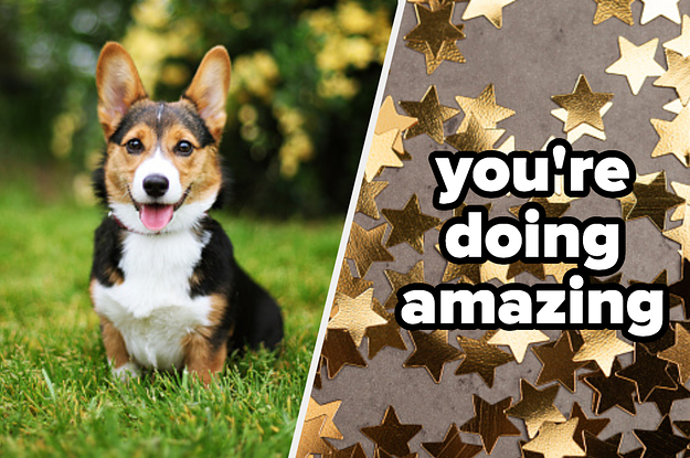 Choose Some Adorable Animals And We'll Give You A Compliment