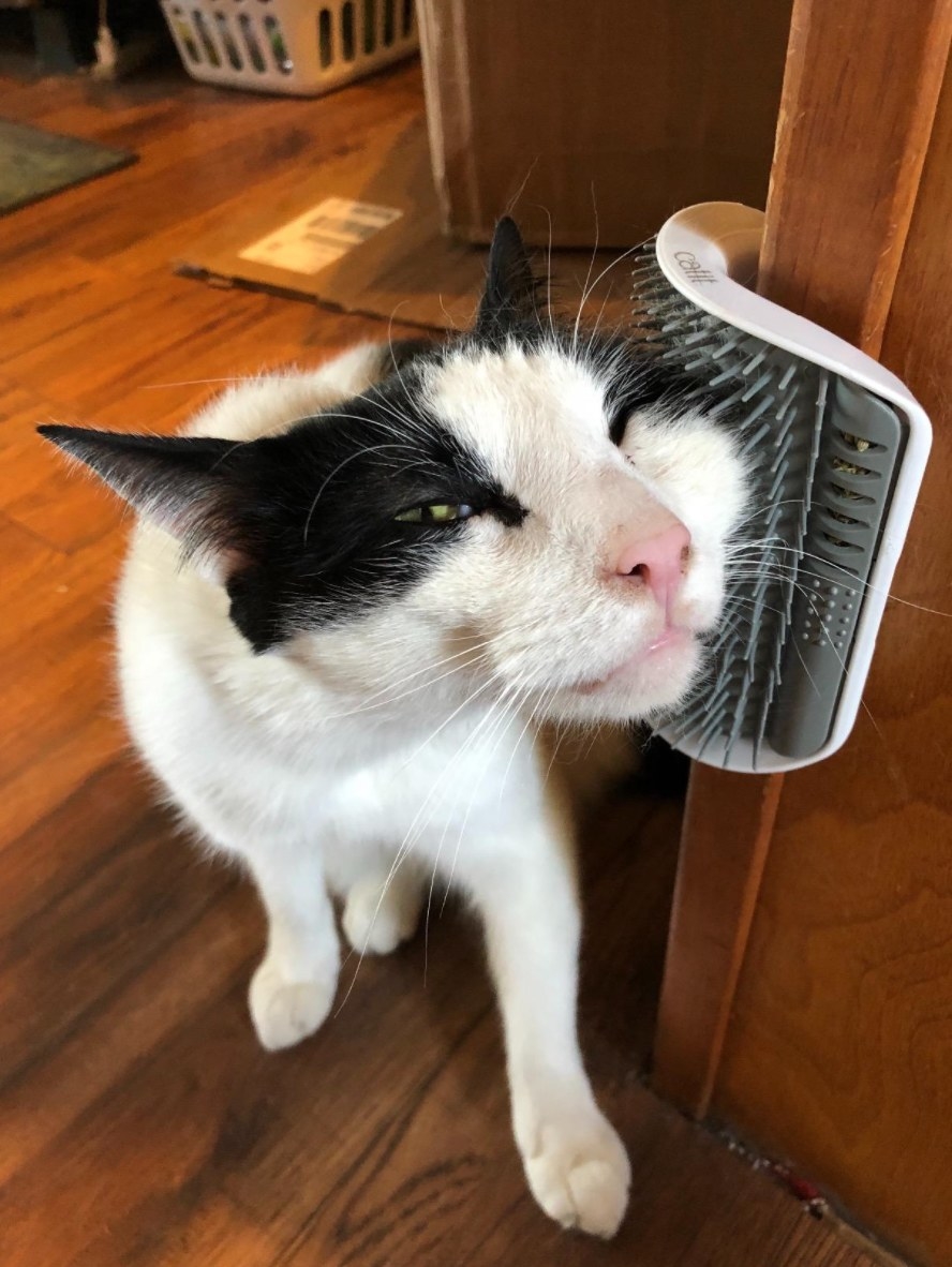 the self groomer brush being used by a black and white cat