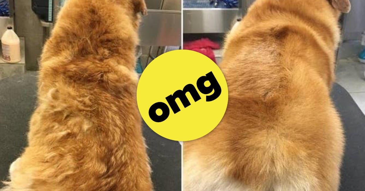18 Products With Before-And-After Photos That Anyone With A Dog Should Probably ..