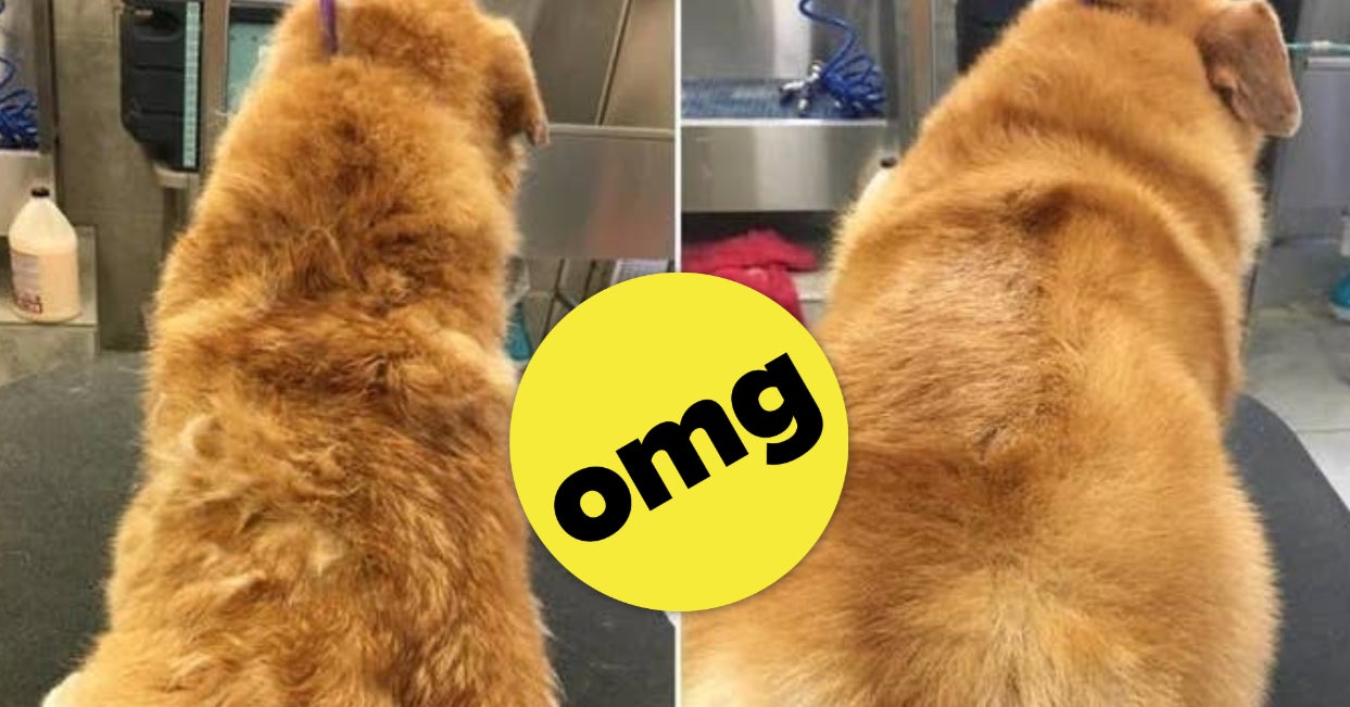 18 Products With Before-And-After Photos That Anyone With A Dog Should Probably ..