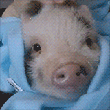 Pig getting petted and swaddled
