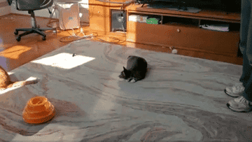 GIF of a reviewer&#x27;s cat pouncing on the cat dancer toy