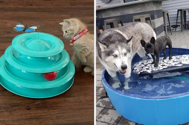 a cat playing with a 3-level ball toy; two dogs in a portable pool