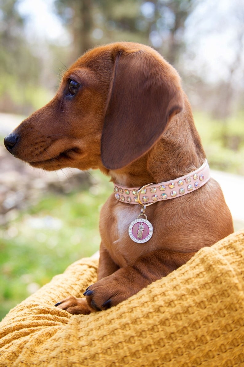 a Daushcand wearing a pink rhinestone collar with the pink St. Francis tag on it