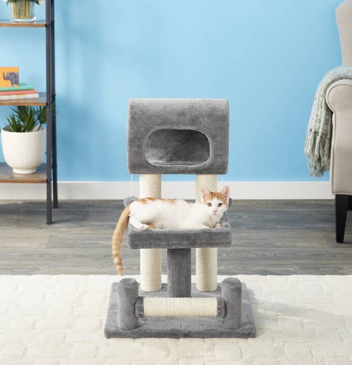 cat resting in cat tree