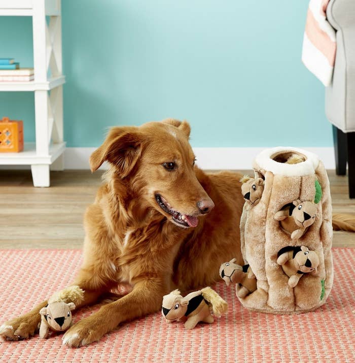 dog playing with plush squirrel toy