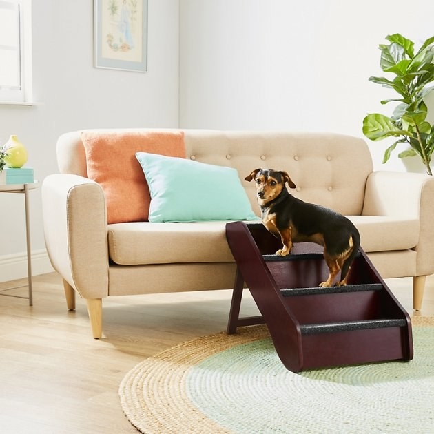 A dog using the large stairs in brown to get on a couch