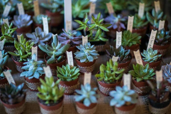 A bunch of succulents on a table with tags in them that say "let love grow"