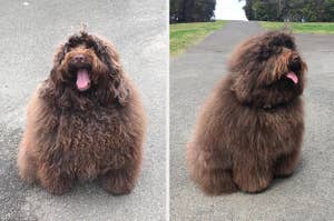 A big fluffy dog