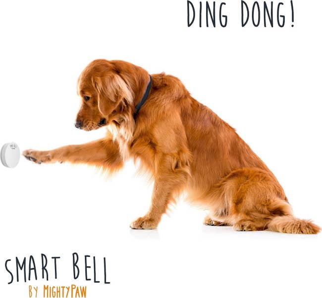 A dog pressing the doorbell with their paw