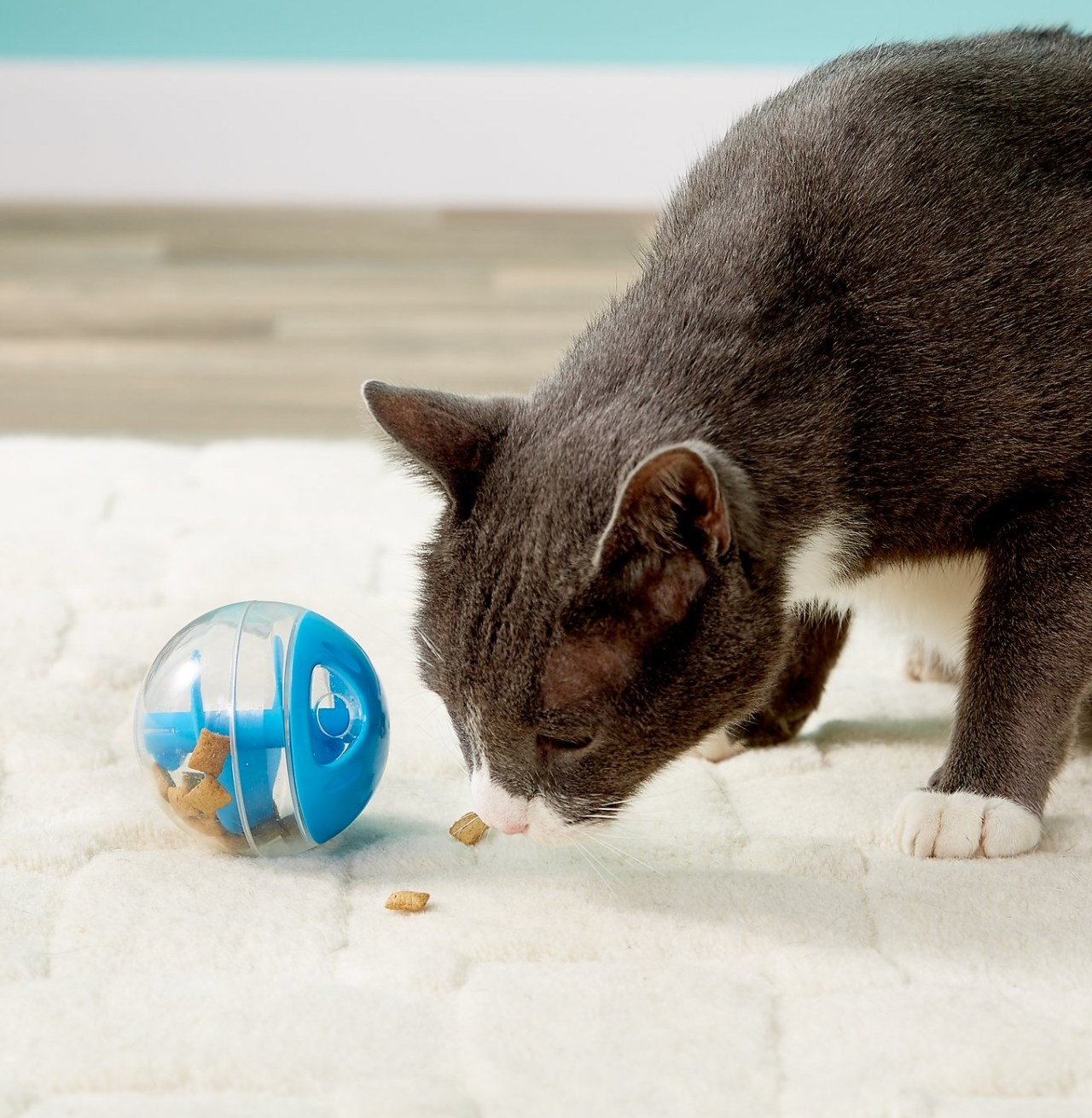 cat eating treats from treat ball