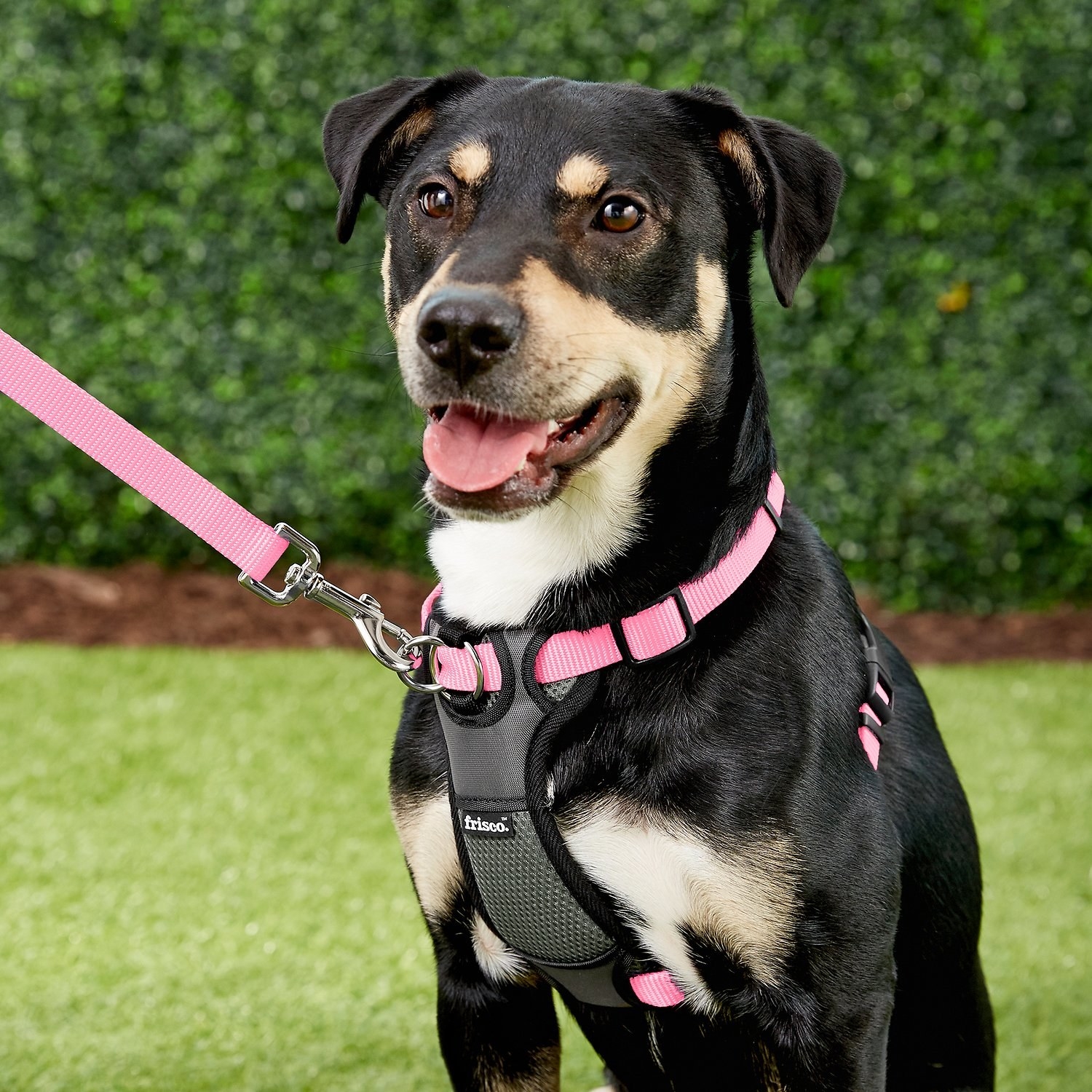 A dog wearing the harness in pink