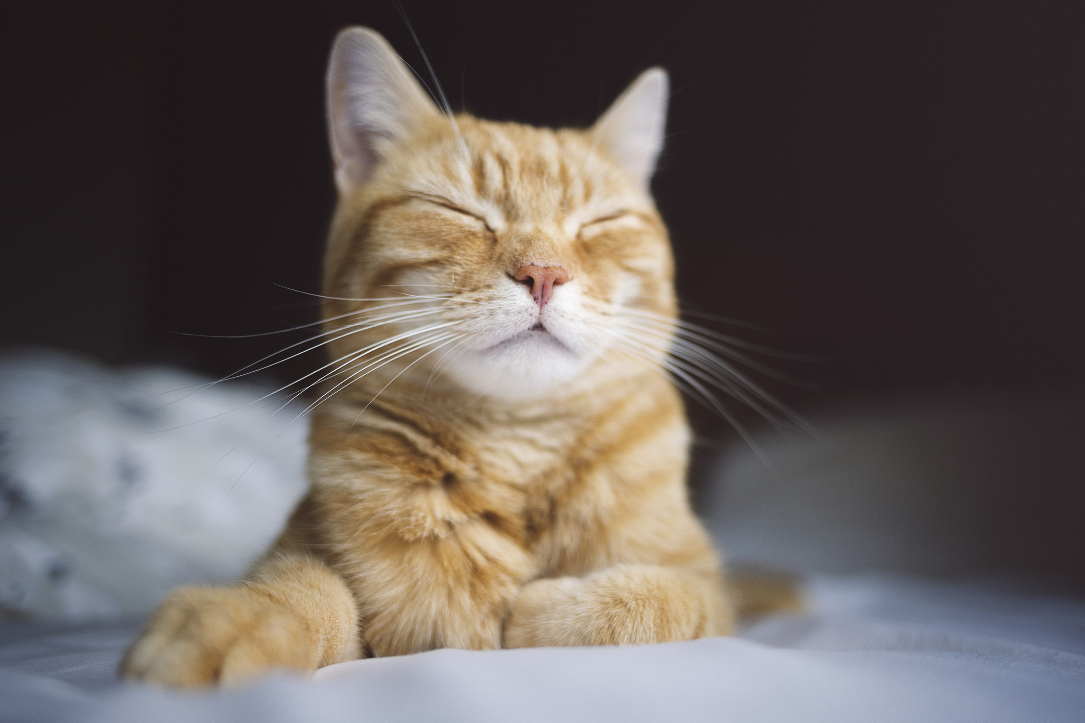 Front view of a cat in a sphinx pose with its eyes closed, front paw outstretched