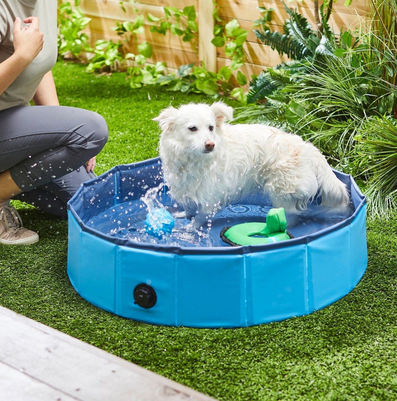 dog in a miniature swimming pool