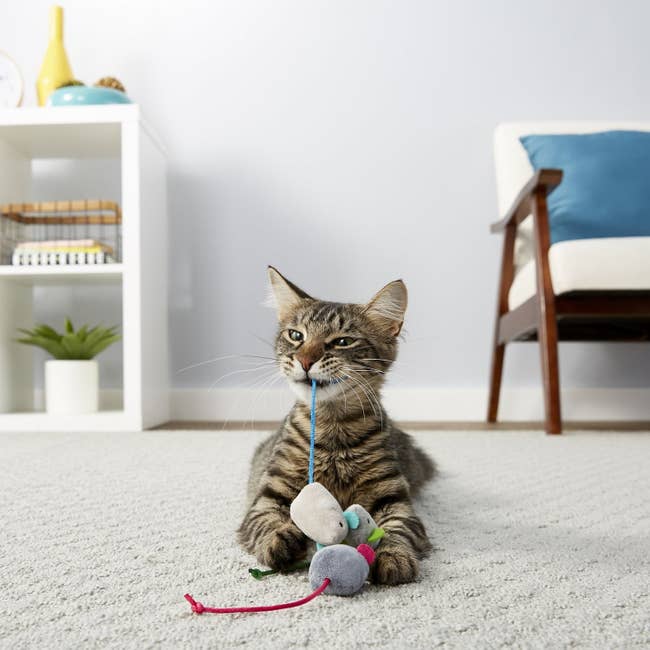 A cat playing with the mice toys