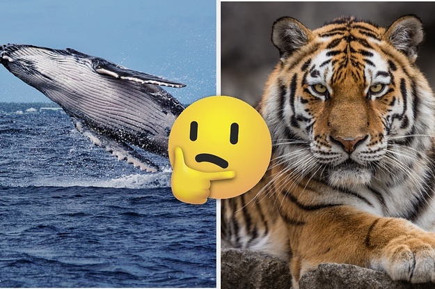 Which Animal Am I? Take This Quiz To Find Out
