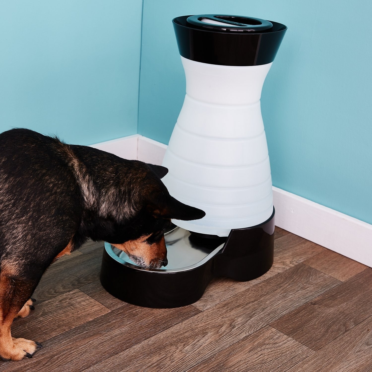 A dog drinking from the water dispenser