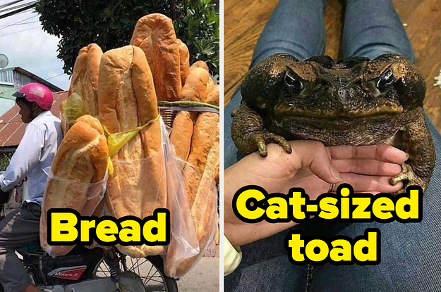 A cat sized toad